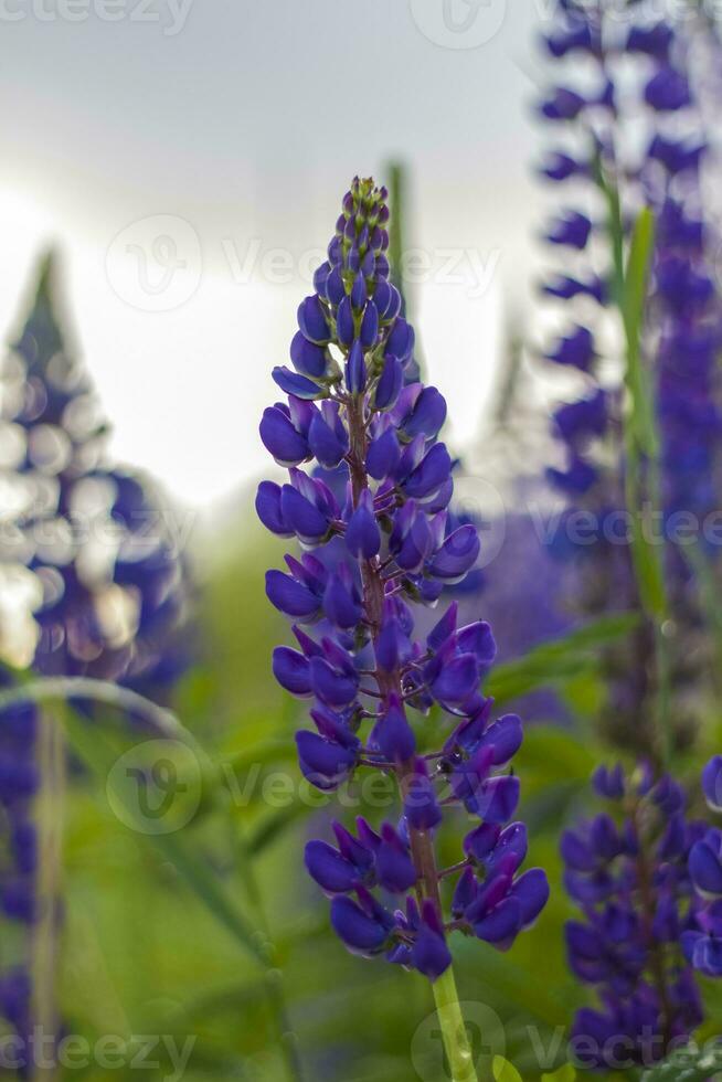 Purple wild lupin Lupinus polyphyllus blooms in a meadow. A field with wild purple flowers. photo