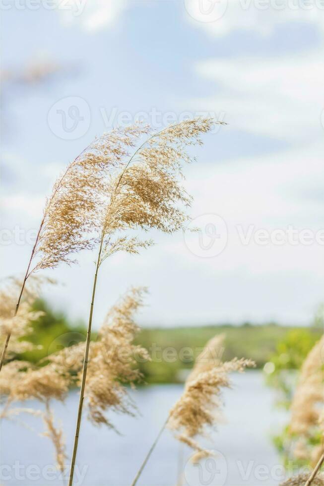 Pampas grass on the lake, reeds, cane seeds. The reeds on the lake sway in the wind against the blue sky and water. Abstract natural background. Beautiful pattern with bright colors photo