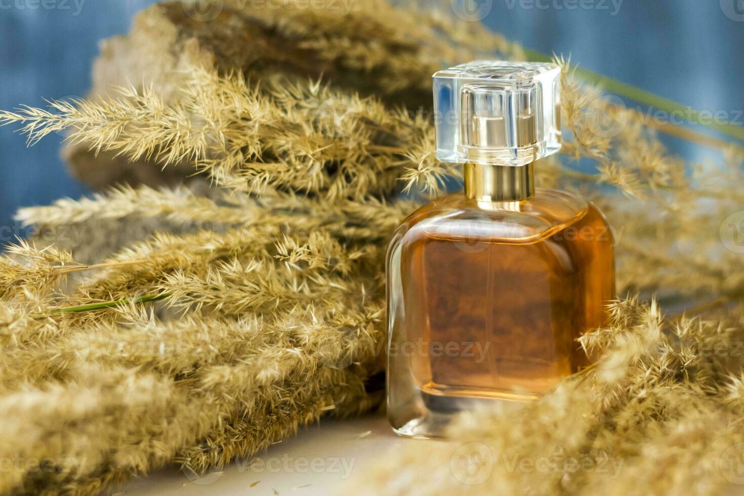 A perfume bottle on a background of Pampas grass on a colored background and a stone. a fluffy twig. Stylish appearance, layout, personality. Banner, a place for the text. photo