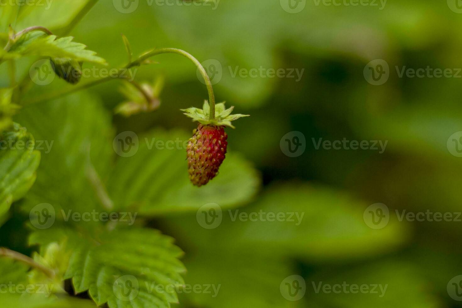 Wild strawberry is a wild berry. Close-up on blurred greenery with copying of space, using as a background of the natural landscape, ecology. Macro photography, photo