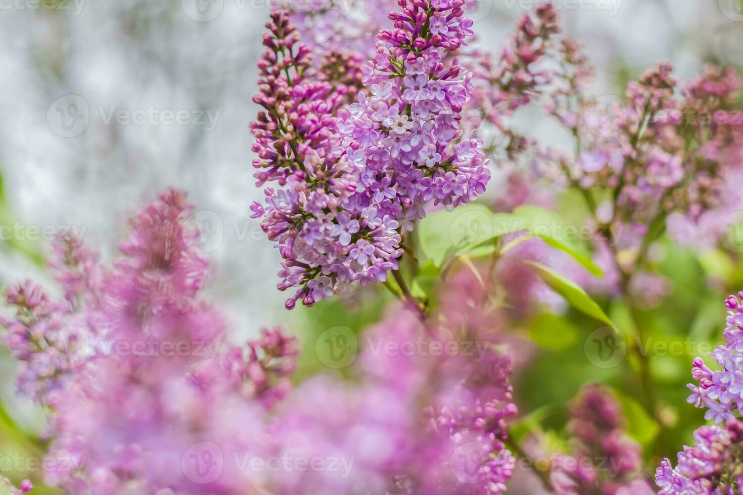 Lilac blooms on a sunny spring day in May. The flowers were just beginning to bloom. Background image with a space for the text. Natural floral background. spring day, photo