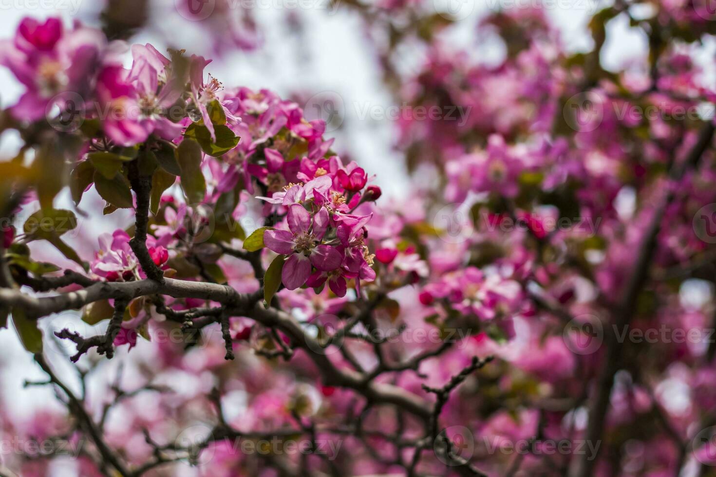 Apple tree in bloom, pink bright flowers. Spring flowering of the apple orchard. Floral background for presentations, posters, banners, and greeting cards. Soft focus, photo