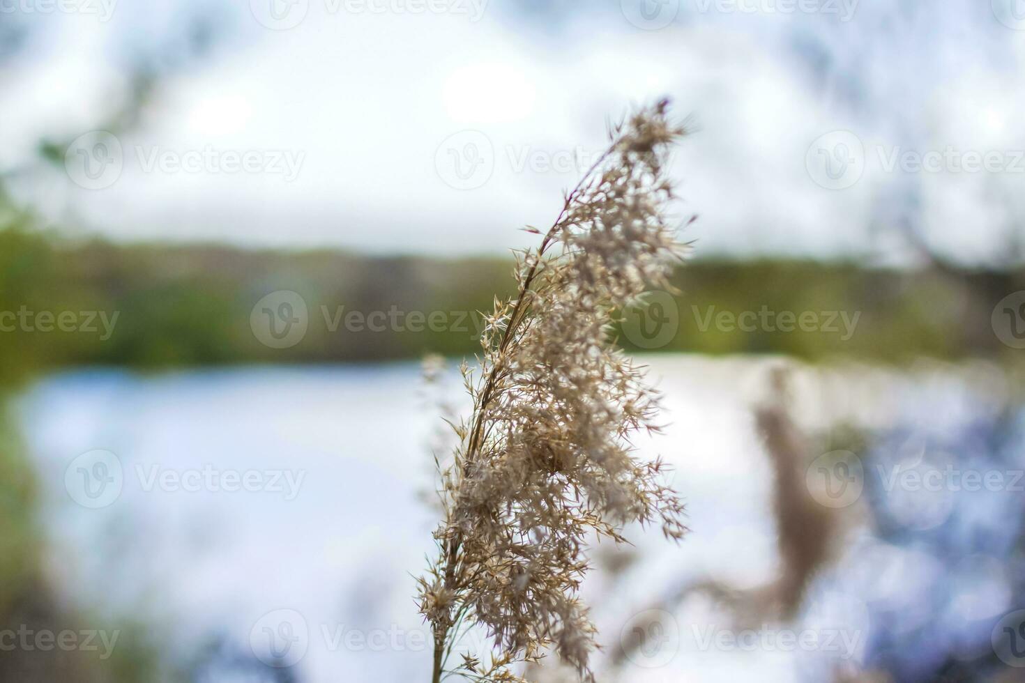 Pampas grass on the lake, reeds, cane seeds. The reeds on the lake sway in the wind against the blue sky and water. Abstract natural background. Beautiful pattern with bright colors photo