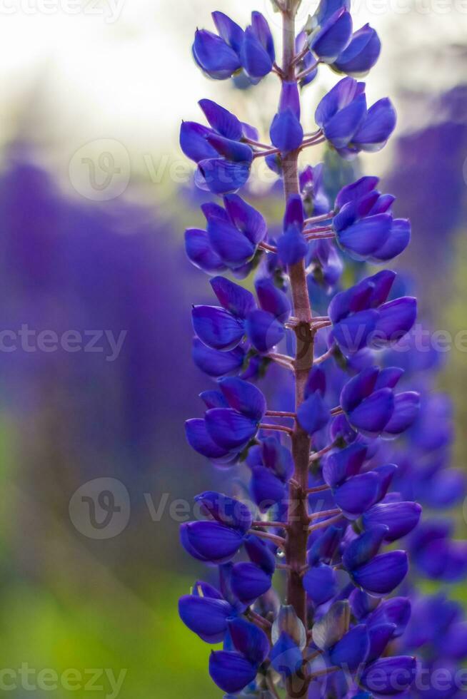 Purple wild lupin Lupinus polyphyllus blooms in a meadow. A field with wild purple flowers. photo