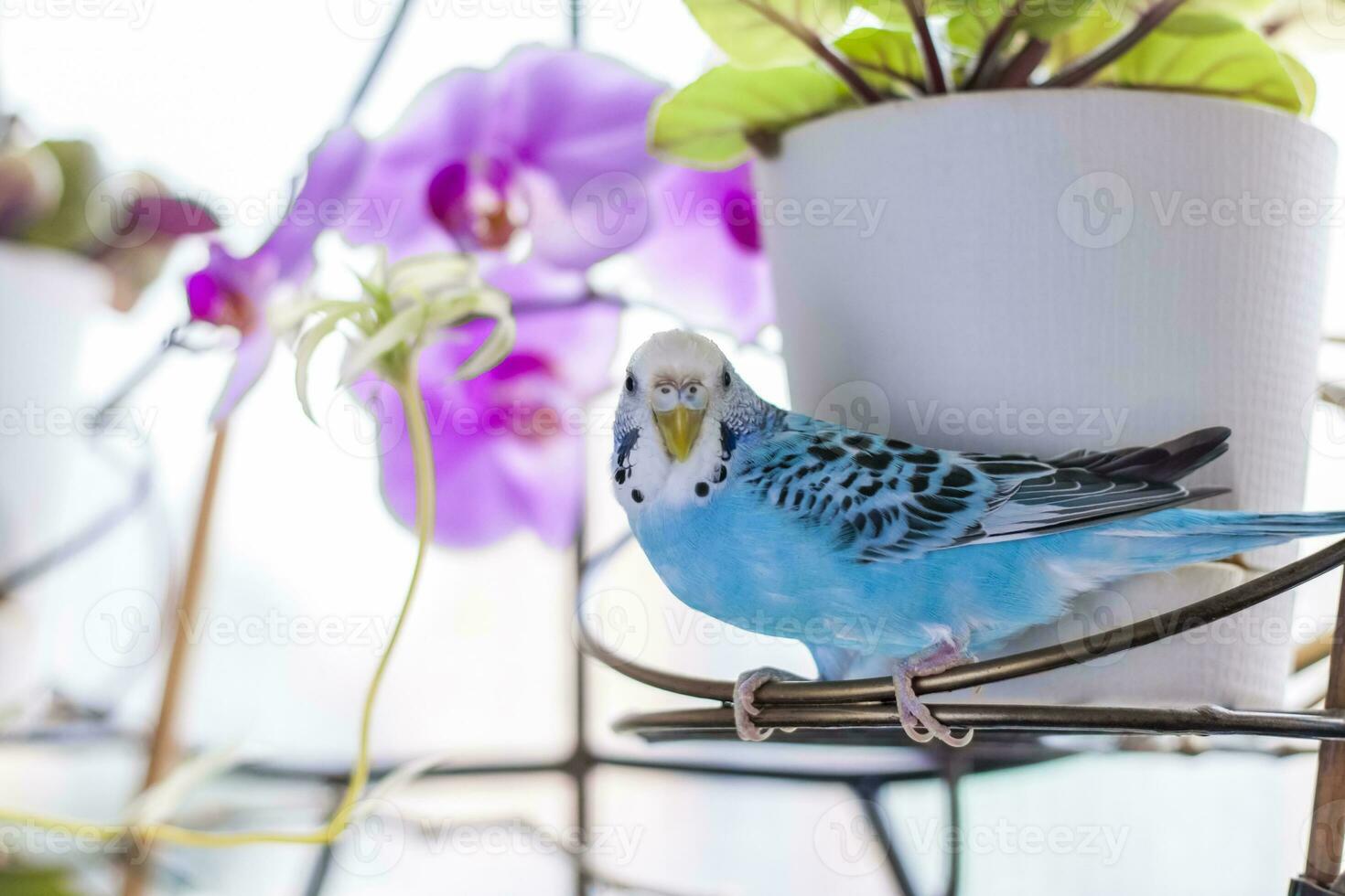 A beautiful blue budgie sits without a cage on a house plant. Tropical birds at home. photo