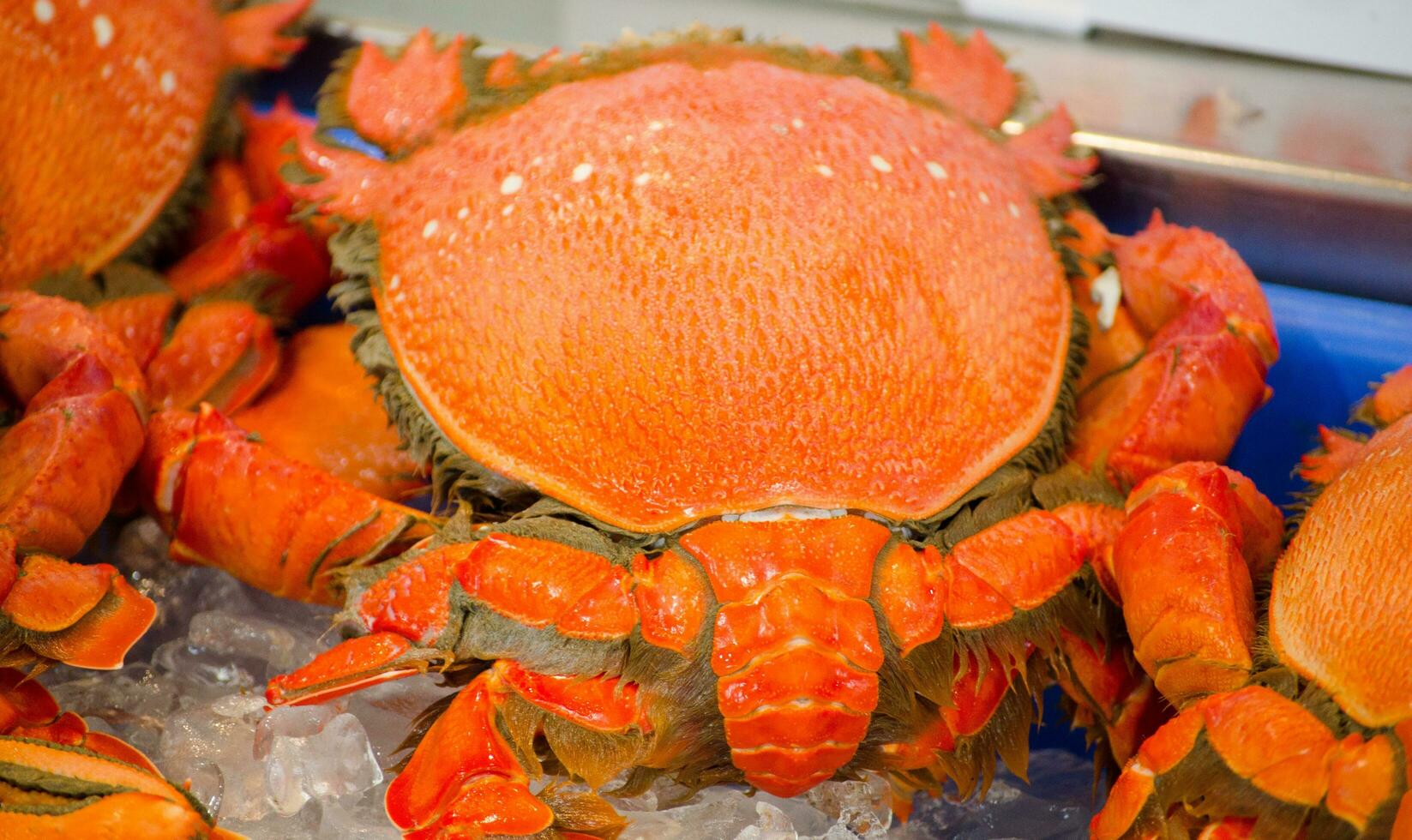 Fresco ranina ranina, llave cangrejo o rana cangrejo en el hielo a un pescado mercado, es un especies de cangrejo encontró a lo largo de tropical y subtropical hábitats. foto