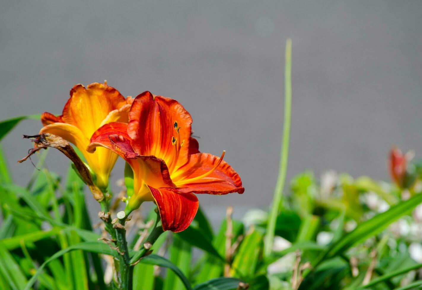 Beautiful orange Daylily flower is a flowering plant in the genus Hemerocallis in a spring season at a botanical garden. photo