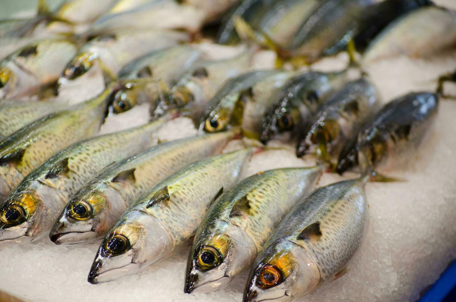 Fresh blue mackerel fish freezing on the ice at a fish market, is known as a voracious and indiscriminate carnivore, devouring microscopic plankton, krill, anchovies, and dead cut bait photo