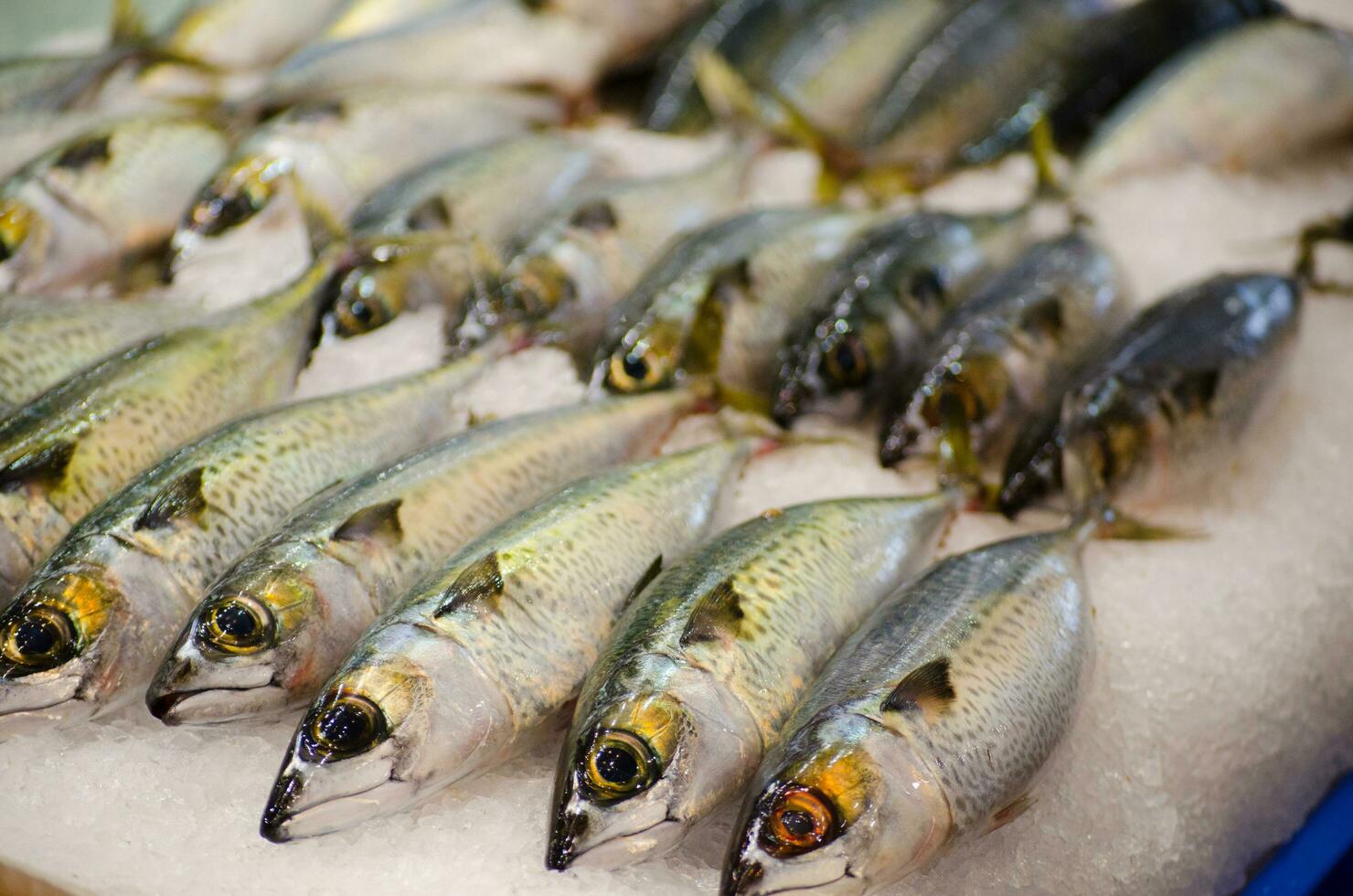 Fresco azul caballa pescado congelación en el hielo a un pescado mercado, es conocido como un voraz y indistinto carnívoro, devorando microscópico plancton, krill, anchoas, y muerto cortar cebo foto