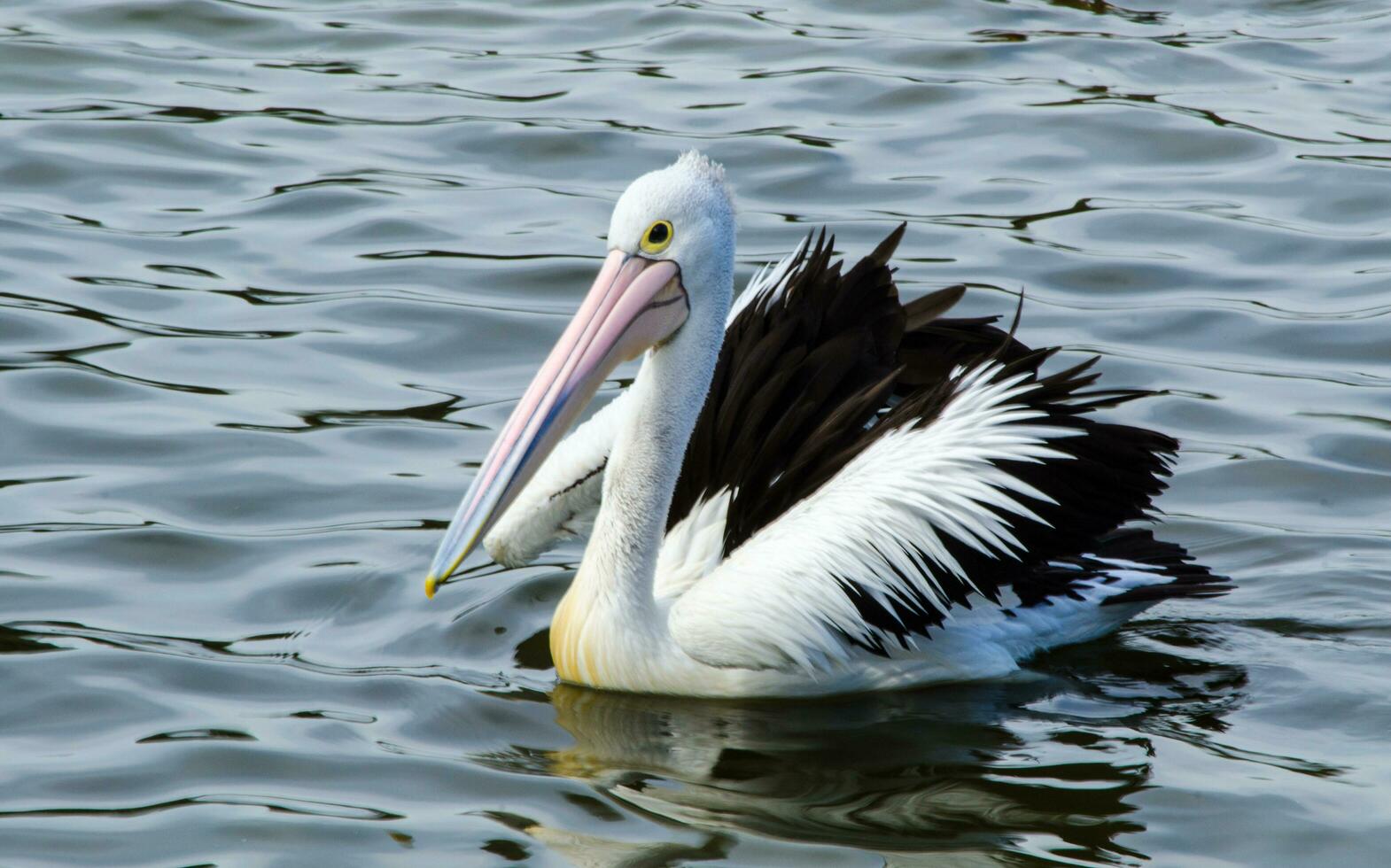 Australian Pelican bird genus Pelecanus are a genus of large water birds that make up the family Pelecanidae swimming alone in the water lake at Sydney centennial park. photo