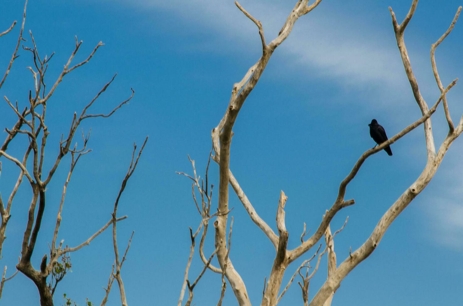 Alone black jungle crow bird perched on a dry leafless twig photo