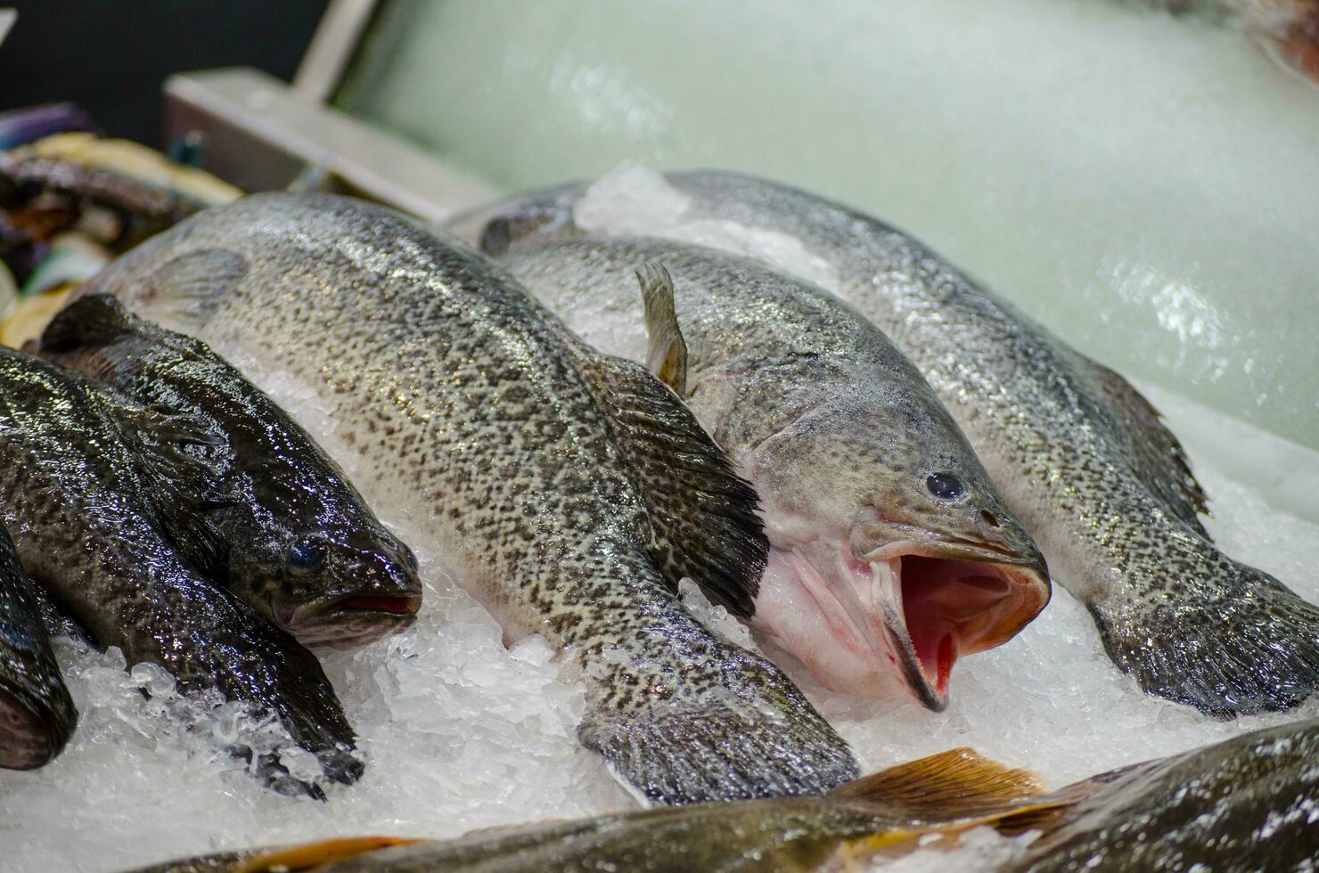 Fresh Murray cod Maccullochella peelii fish freezing on the ice at a fish market, is a large Australian predatory freshwater fish of the genus Maccullochella in the family Percichthyidae. photo