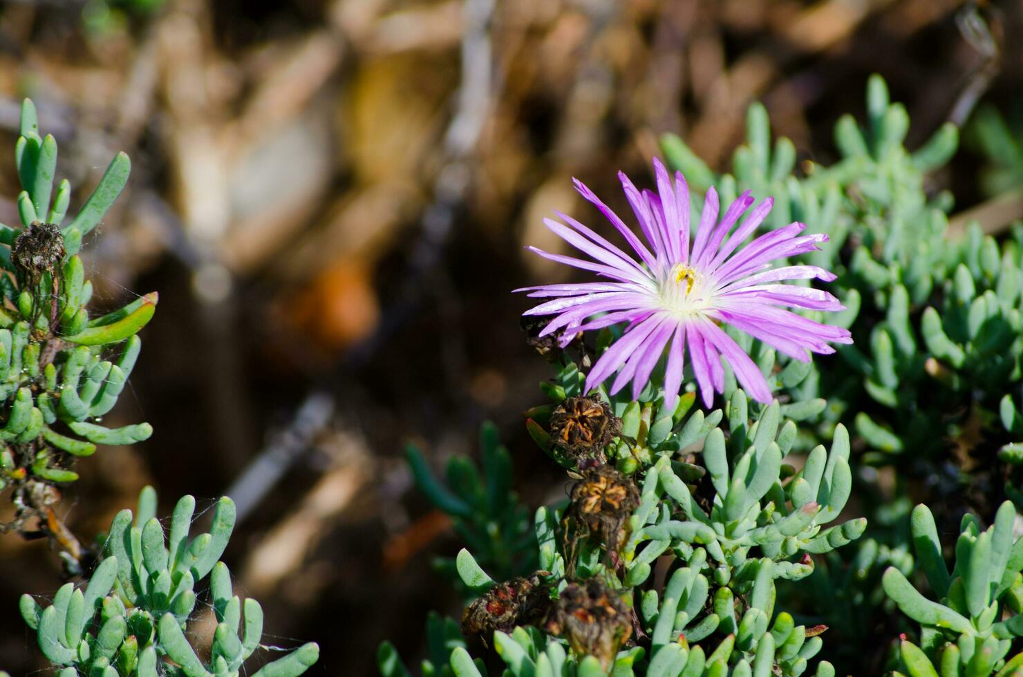 Beautiful purple Trailing Ice Plant flower Lampranthus spectabilis gray-green succulent leaves in a spring season at a botanical garden. photo