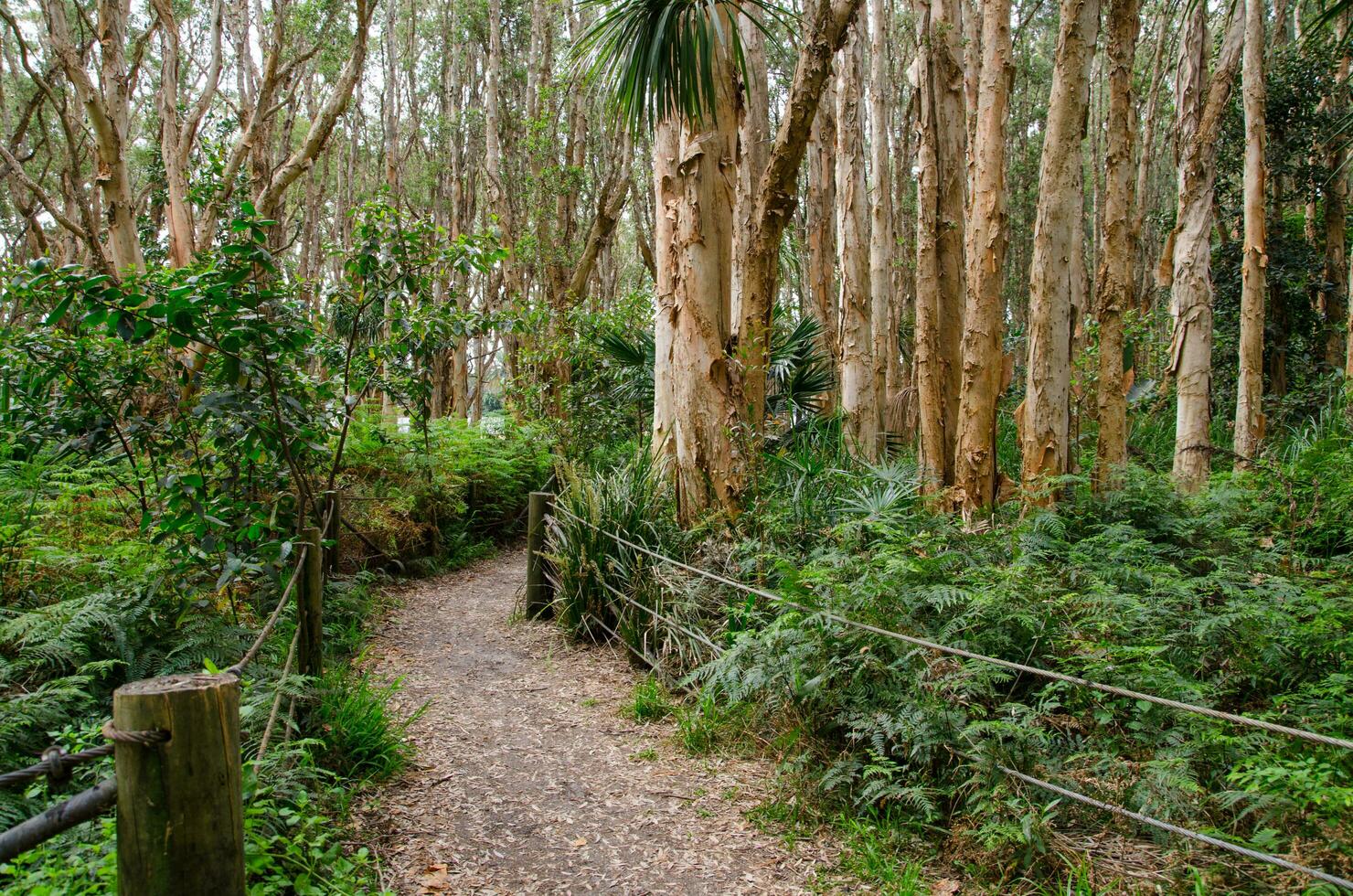 Evergreen forest with the walkway at Sydney Centennial Park. photo