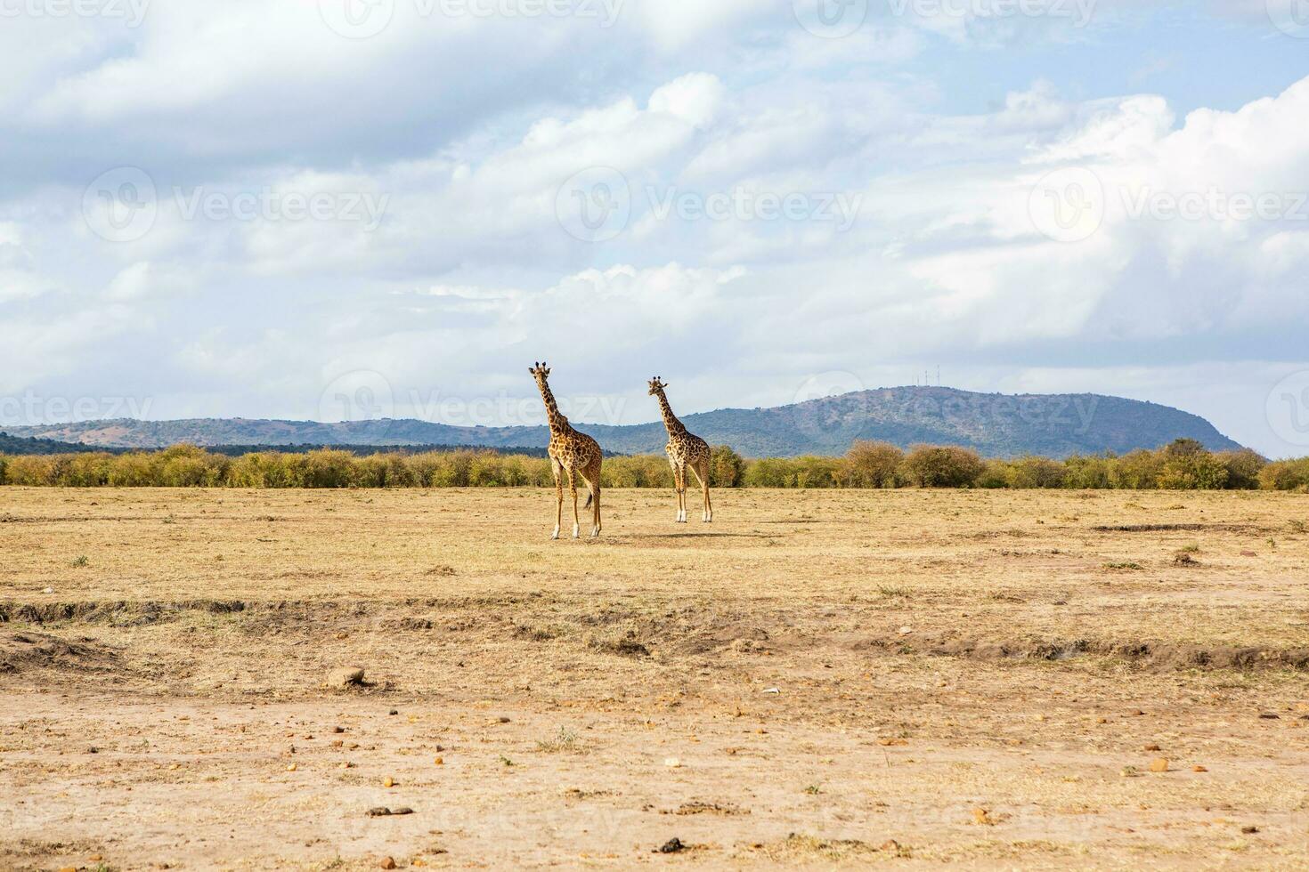 Safari through the wild world of the Maasai Mara National Park in Kenya. Here you can see antelope, zebra, elephant, lions, giraffes and many other African animals. photo