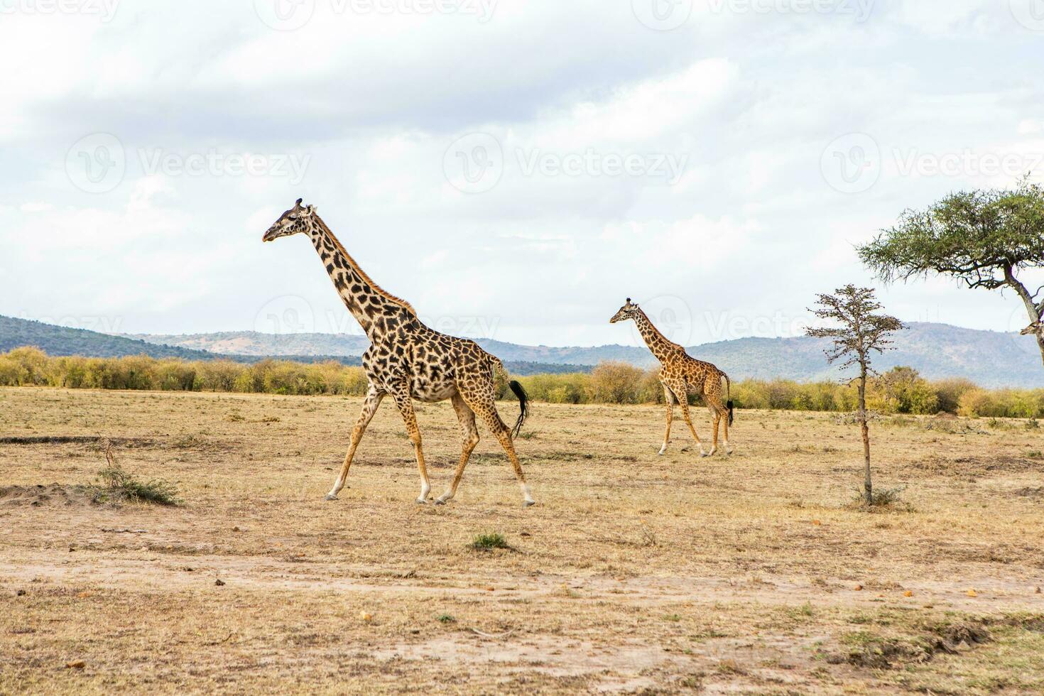 Safari through the wild world of the Maasai Mara National Park in Kenya. Here you can see antelope, zebra, elephant, lions, giraffes and many other African animals. photo