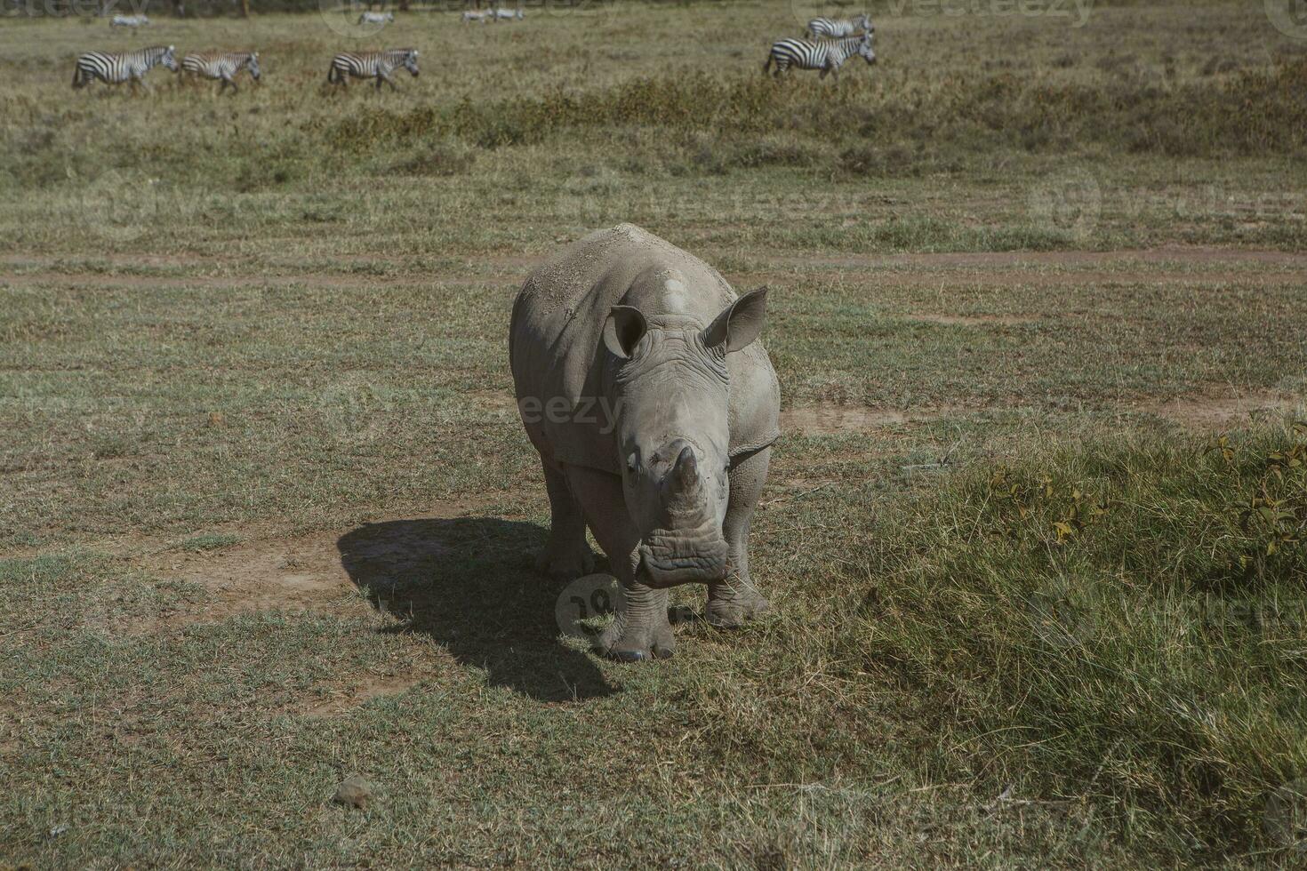 Safari through the wild world of the Maasai Mara National Park in Kenya. Here you can see antelope, zebra, elephant, lions, giraffes and many other African animals. photo