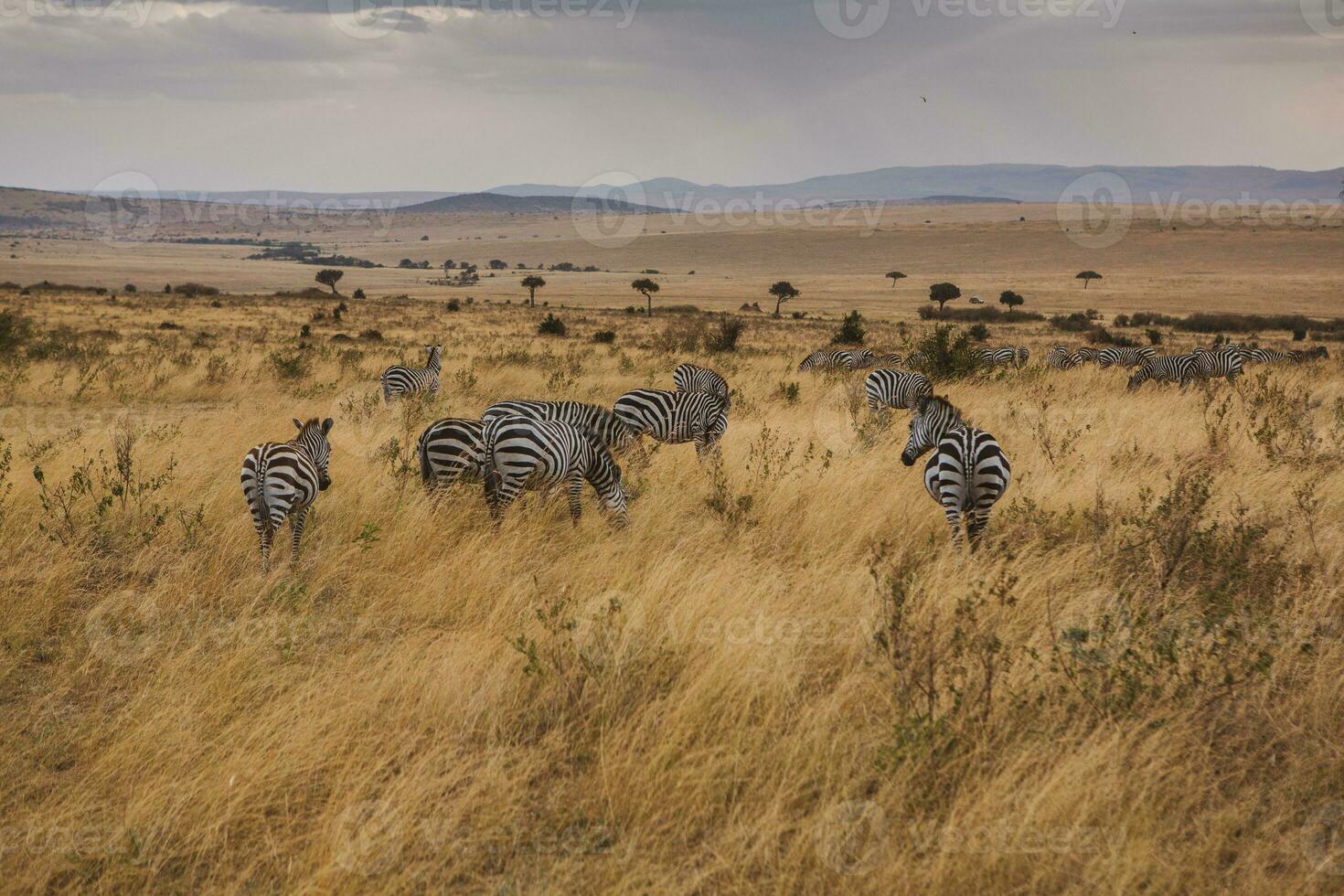 Safari through the wild world of the Maasai Mara National Park in Kenya. Here you can see antelope, zebra, elephant, lions, giraffes and many other African animals. photo