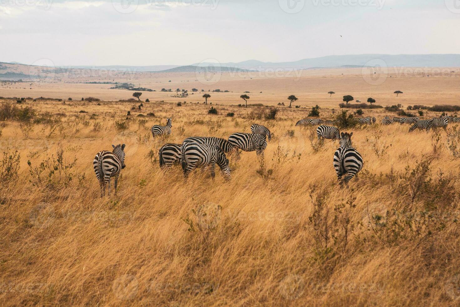 Safari through the wild world of the Maasai Mara National Park in Kenya. Here you can see antelope, zebra, elephant, lions, giraffes and many other African animals. photo