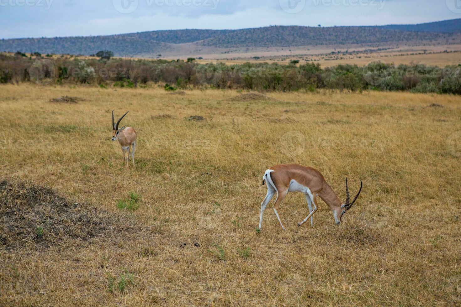 Safari through the wild world of the Maasai Mara National Park in Kenya. Here you can see antelope, zebra, elephant, lions, giraffes and many other African animals. photo