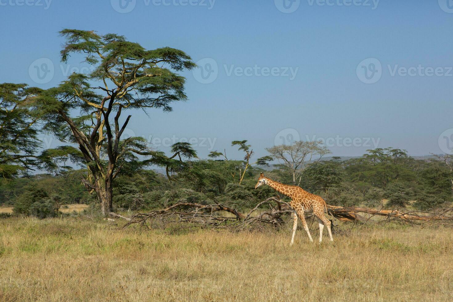 Safari through the wild world of the Maasai Mara National Park in Kenya. Here you can see antelope, zebra, elephant, lions, giraffes and many other African animals. photo