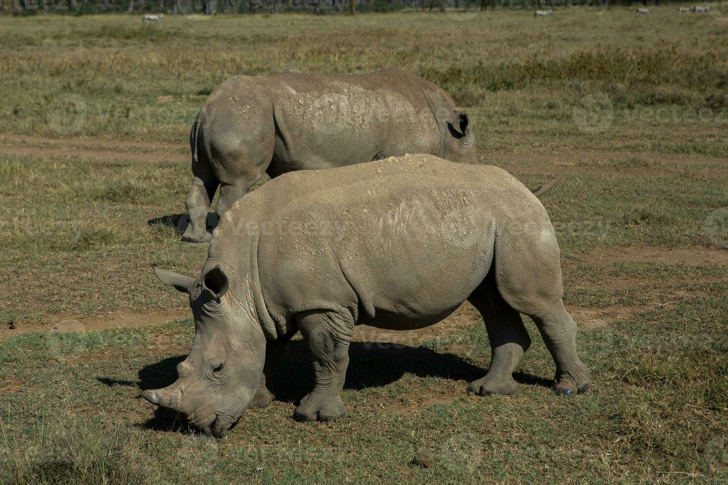 Safari through the wild world of the Maasai Mara National Park in Kenya. Here you can see antelope, zebra, elephant, lions, giraffes and many other African animals. photo