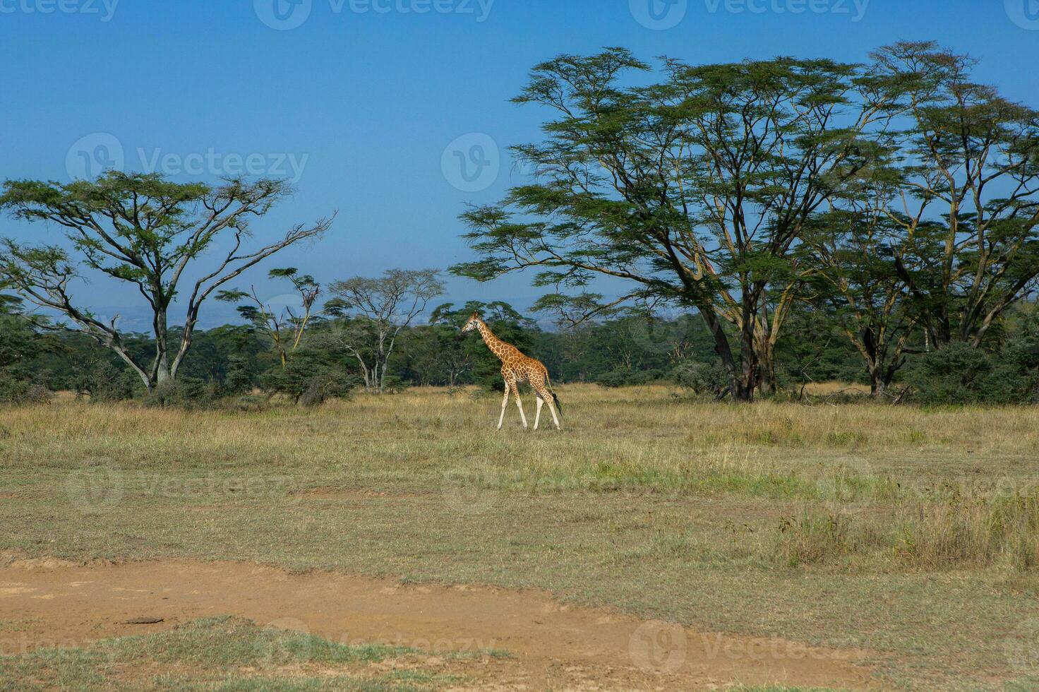 Safari through the wild world of the Maasai Mara National Park in Kenya. Here you can see antelope, zebra, elephant, lions, giraffes and many other African animals. photo