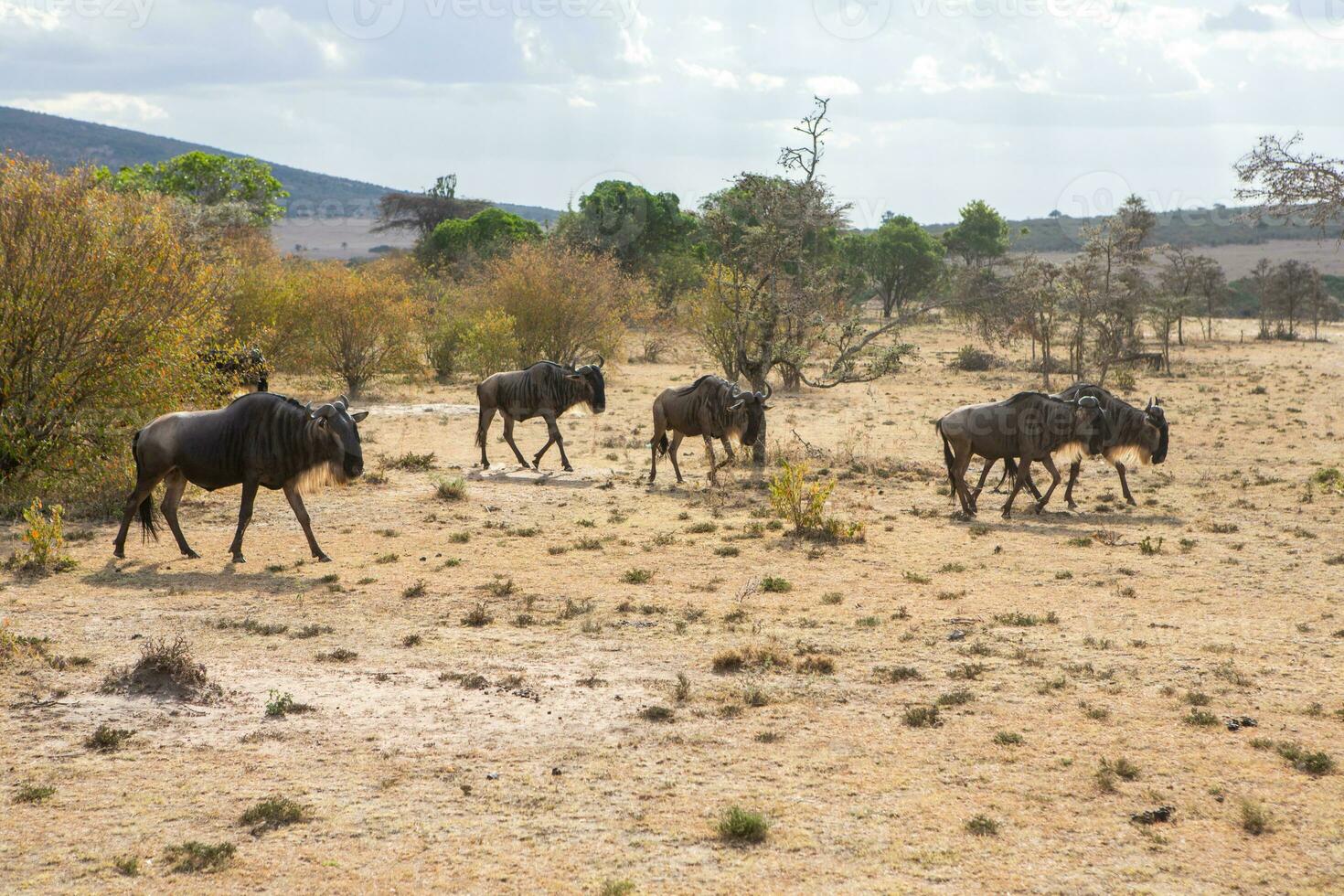 Safari through the wild world of the Maasai Mara National Park in Kenya. Here you can see antelope, zebra, elephant, lions, giraffes and many other African animals. photo