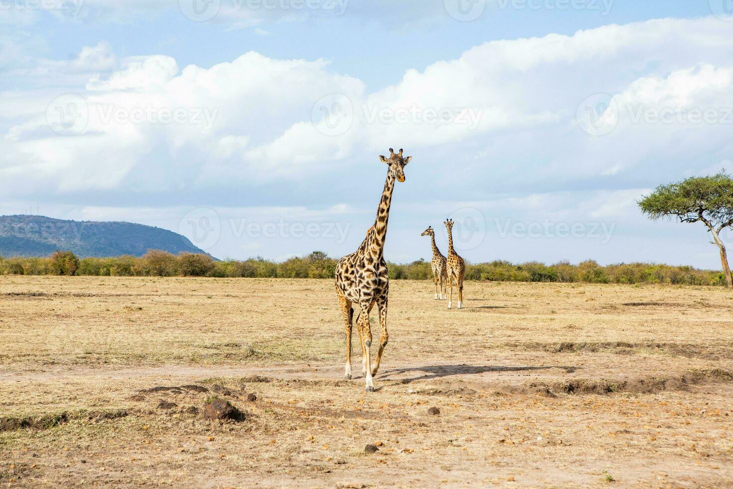 Safari through the wild world of the Maasai Mara National Park in Kenya. Here you can see antelope, zebra, elephant, lions, giraffes and many other African animals. photo