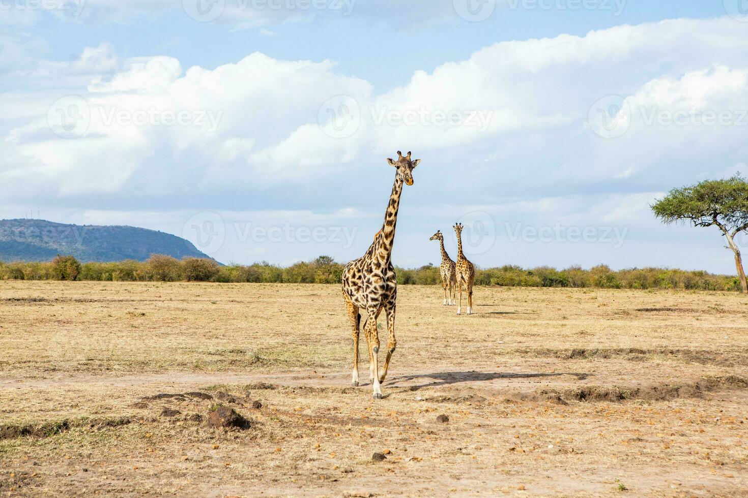 safari mediante el salvaje mundo de el masai mara nacional parque en Kenia. aquí usted lata ver antílope, cebra, elefante, leones, jirafas y muchos otro africano animales foto