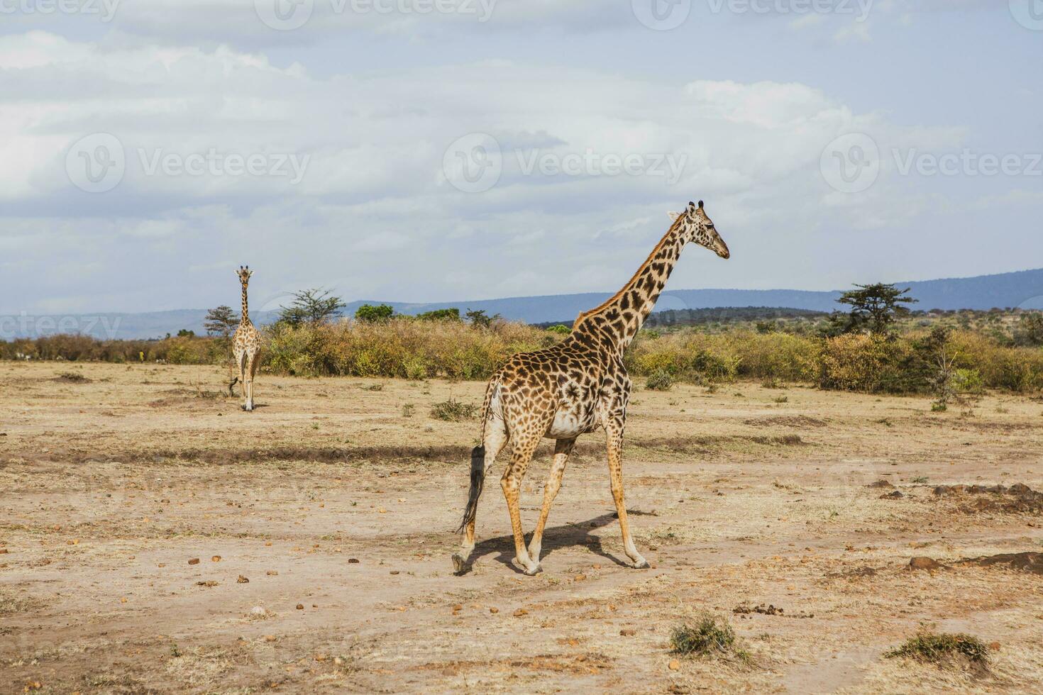 Safari through the wild world of the Maasai Mara National Park in Kenya. Here you can see antelope, zebra, elephant, lions, giraffes and many other African animals. photo