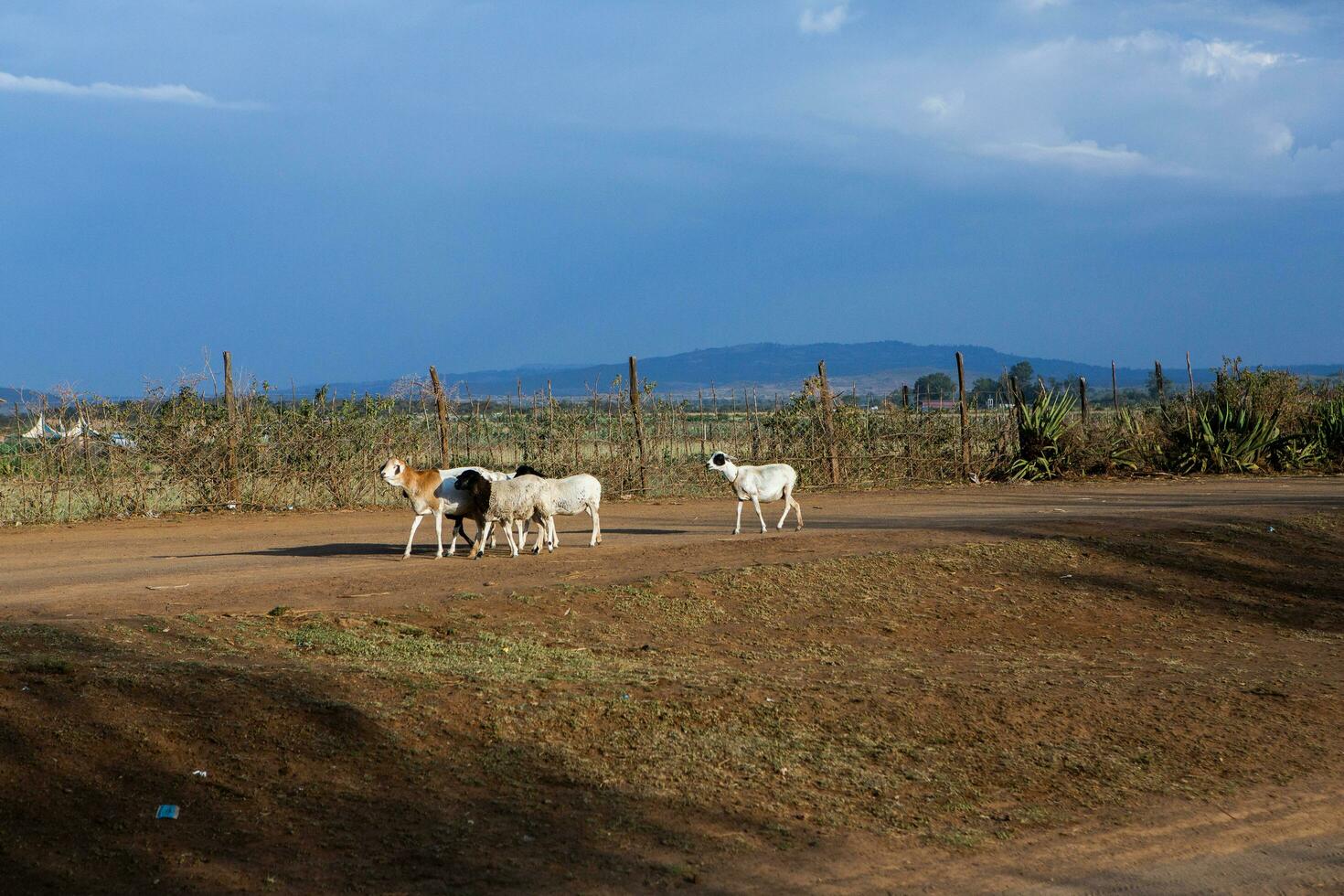 Typical African street in a Kenyan village with colorful traditional buildings. photo