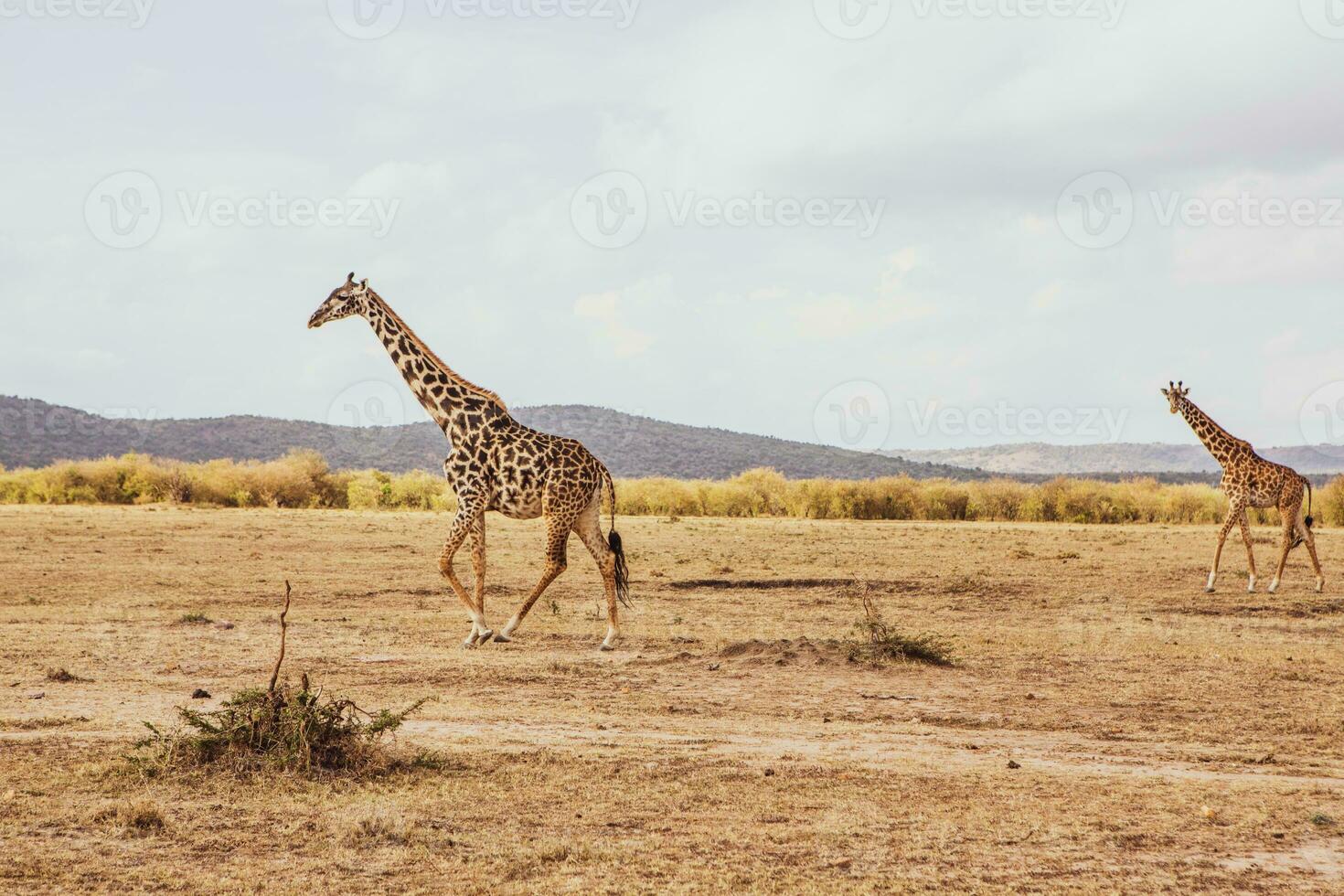 Safari through the wild world of the Maasai Mara National Park in Kenya. Here you can see antelope, zebra, elephant, lions, giraffes and many other African animals. photo