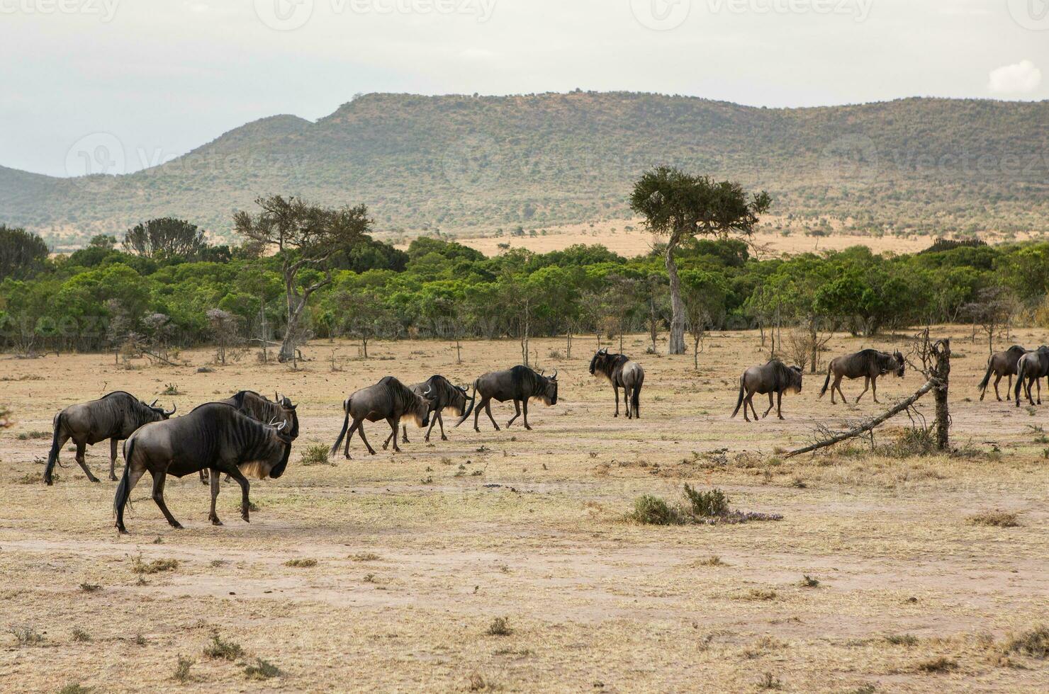 Safari through the wild world of the Maasai Mara National Park in Kenya. Here you can see antelope, zebra, elephant, lions, giraffes and many other African animals. photo