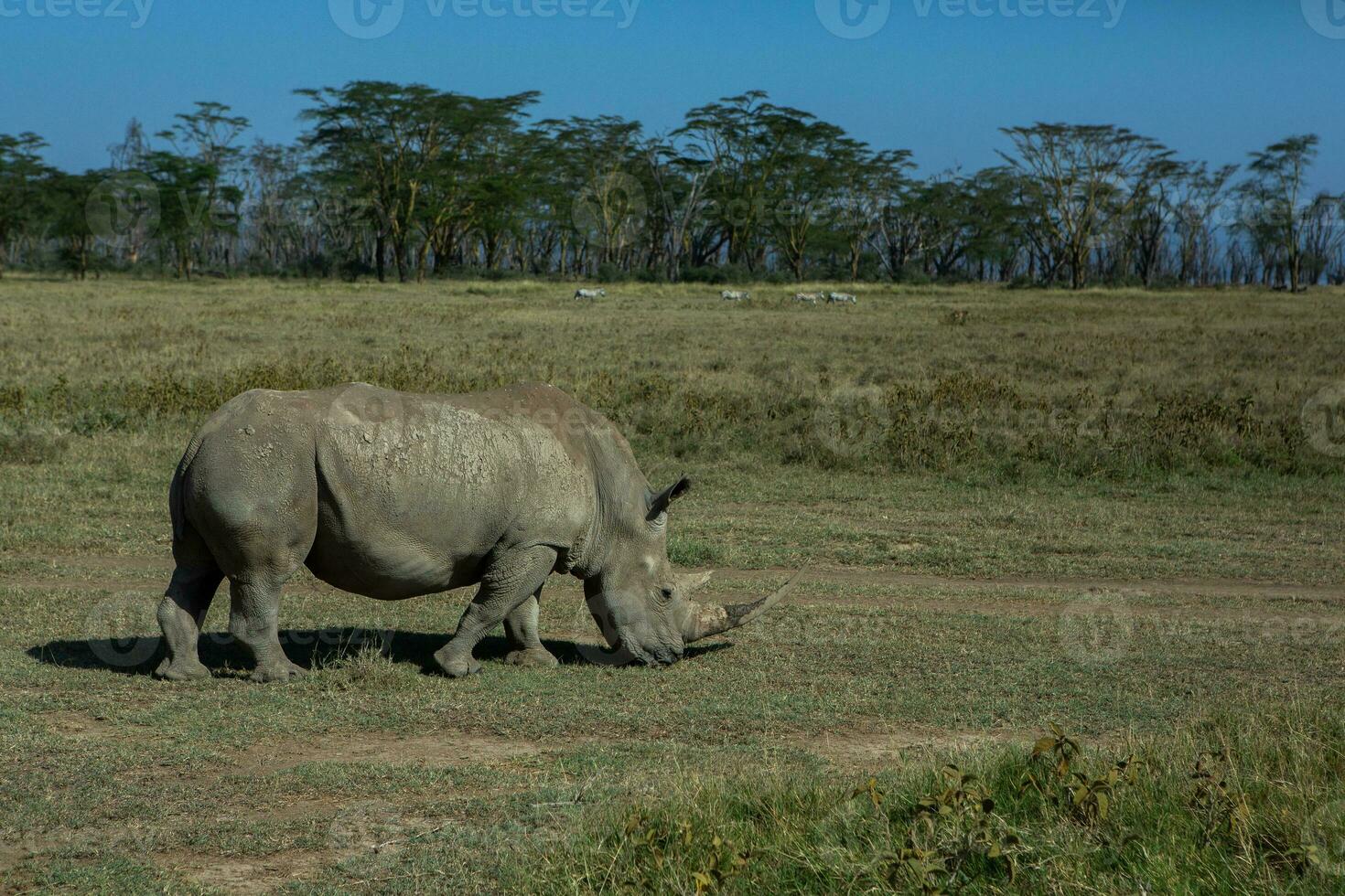 Safari through the wild world of the Maasai Mara National Park in Kenya. Here you can see antelope, zebra, elephant, lions, giraffes and many other African animals. photo