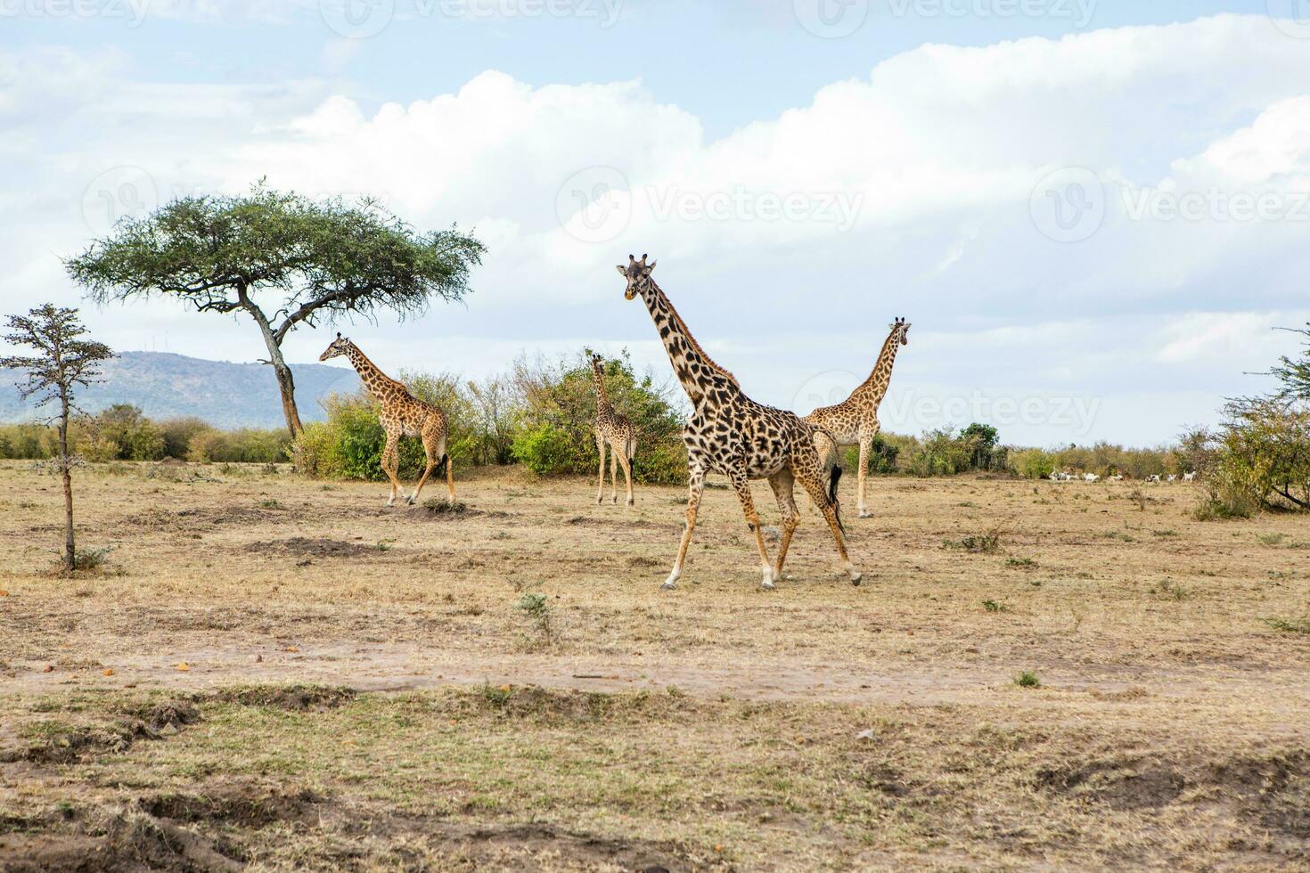 Safari through the wild world of the Maasai Mara National Park in Kenya. Here you can see antelope, zebra, elephant, lions, giraffes and many other African animals. photo