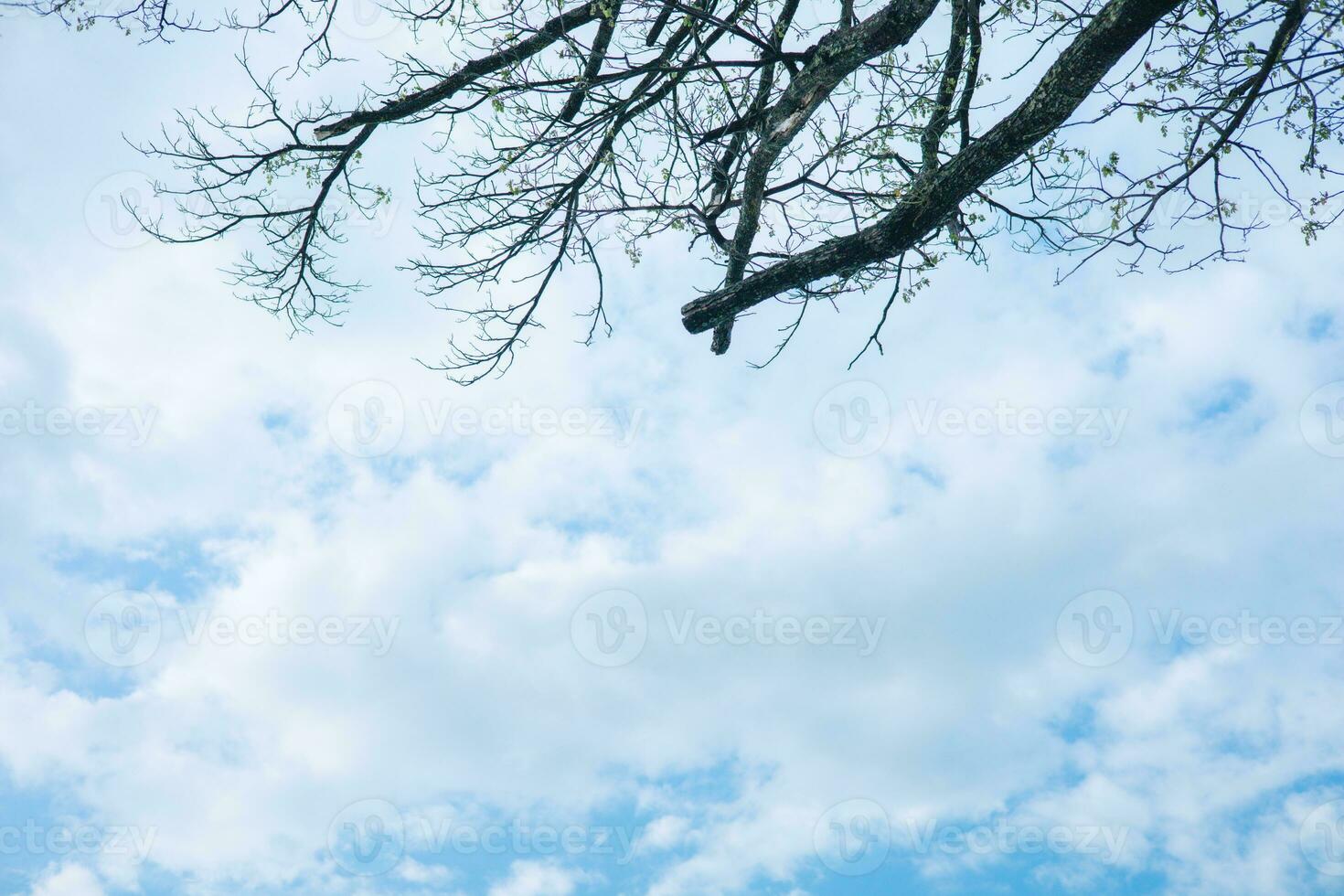 Bottom view of tall trees and sky background. photo