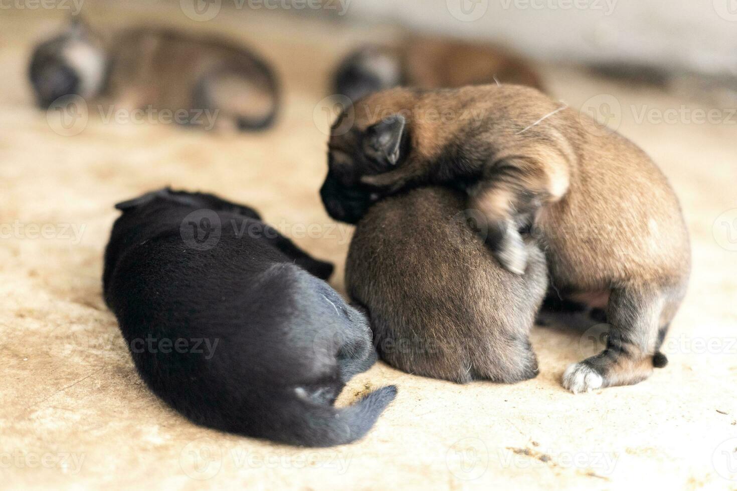 The little puppy is sleeping peacefully after it is full of milk. photo