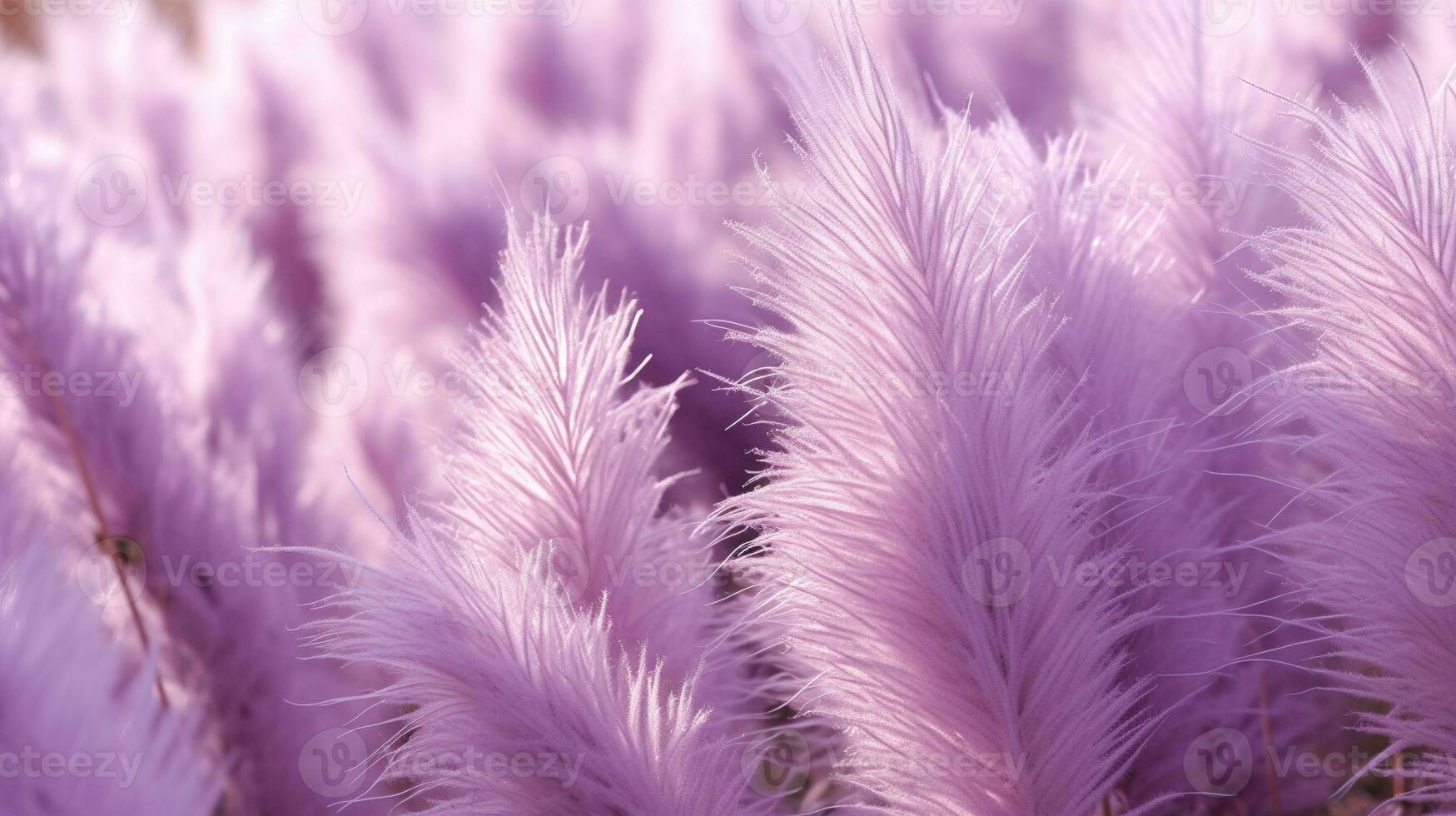 Generative AI, Pampa purple lavender color grass branch with sky. Abstract natural boho background of soft plants, Cortaderia selloana photo