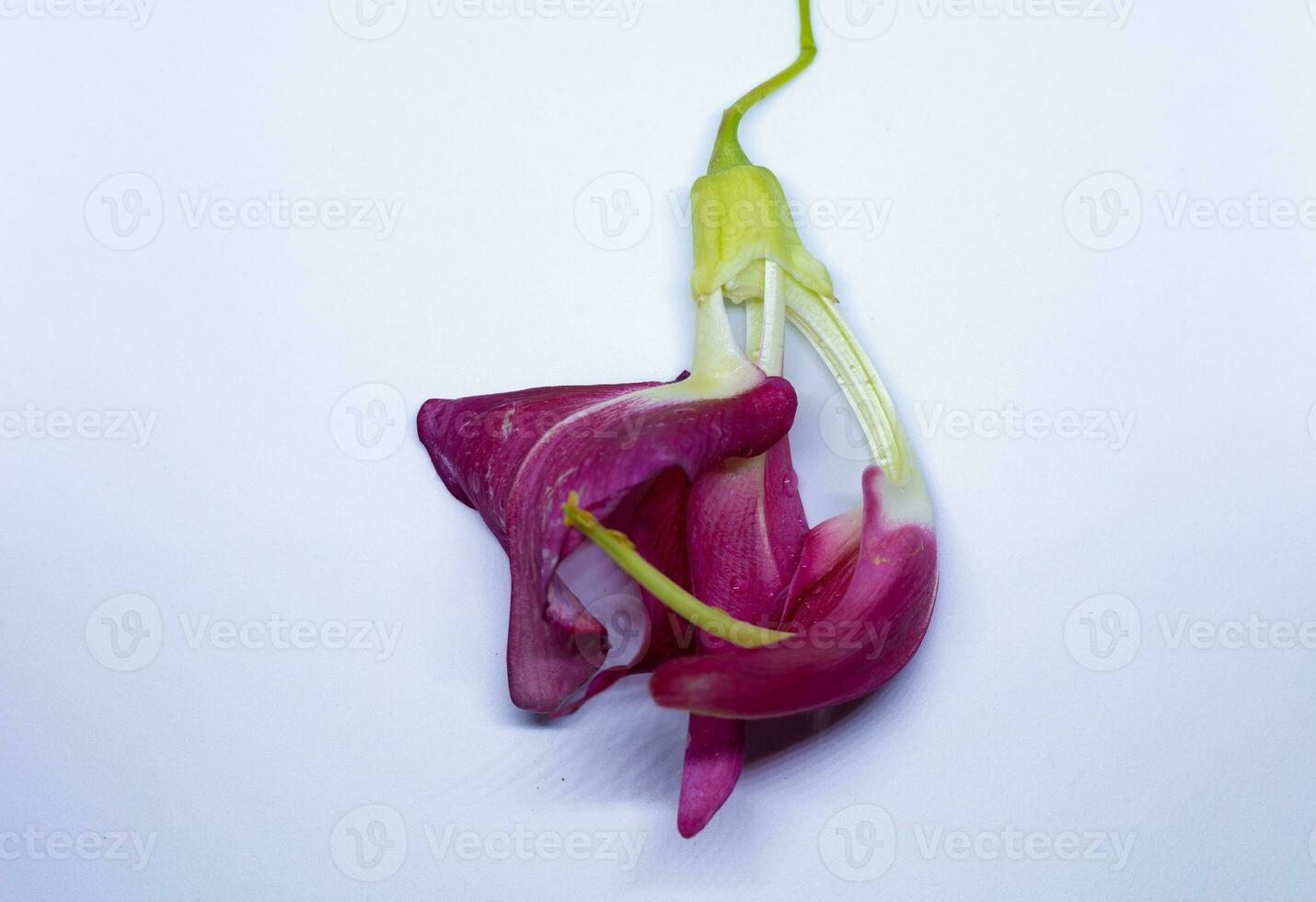 rojo agasta ,tailandés vegetal en blanco antecedentes foto