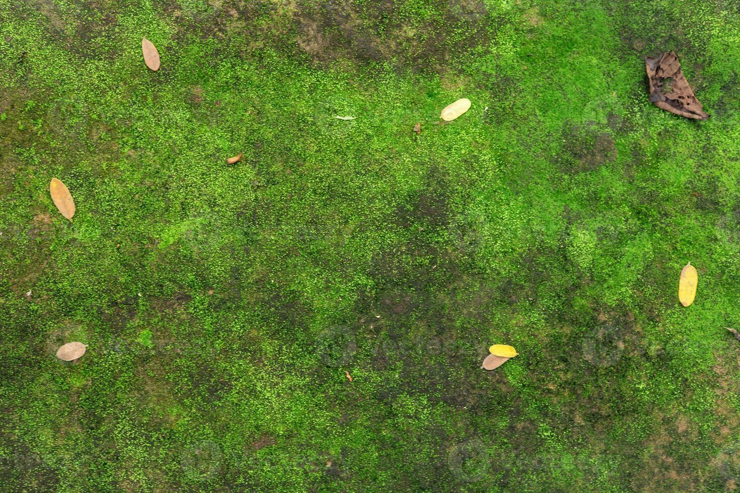 Green moss growing on rocks in deep forest in rainy season Background image photo