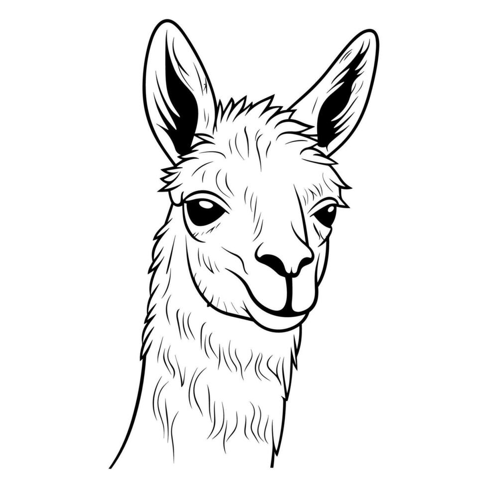 Llama head coloring page vector