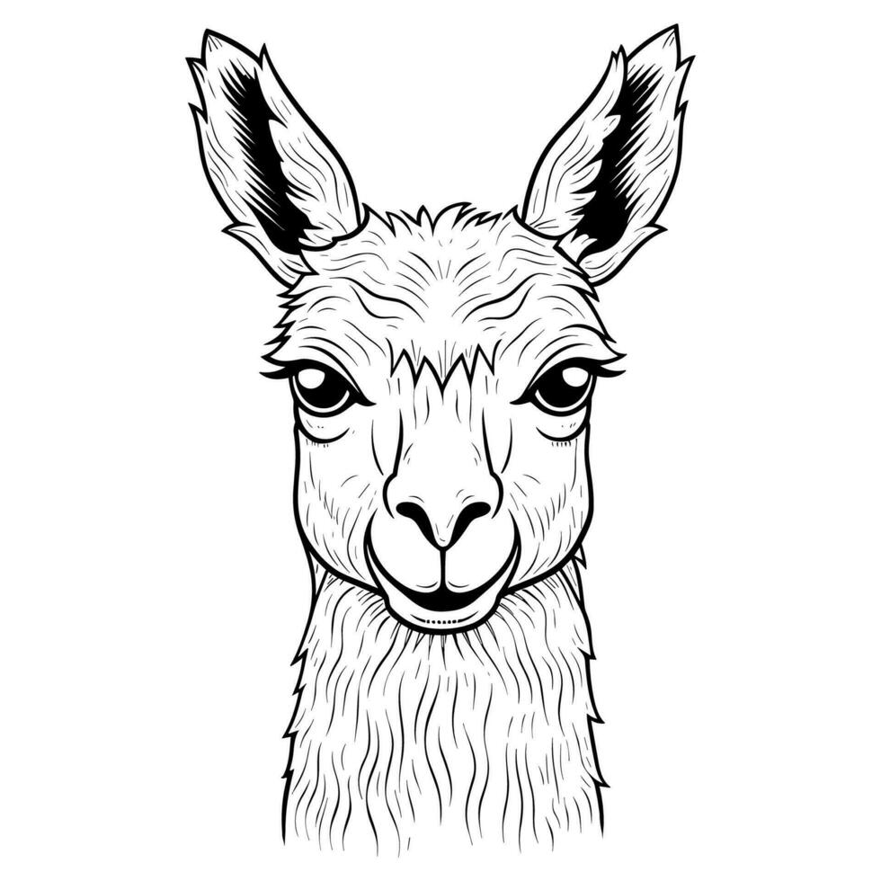 Llama head coloring page vector