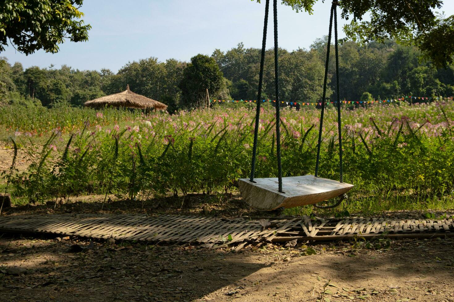 The swing hanging in the middle of the flower field in the evening looks peaceful. photo