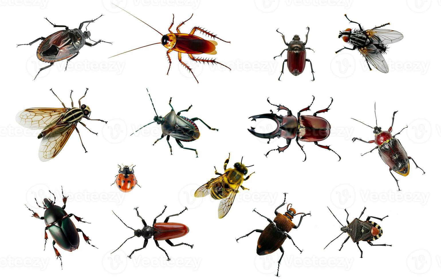 Group of insects cut out. Detailed Insect collection. 28840618 Stock