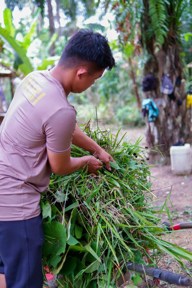 Kuaro Kalimantan Timur, Indonesia 17 September 2023,  young cattle farmer is feeding the cows photo