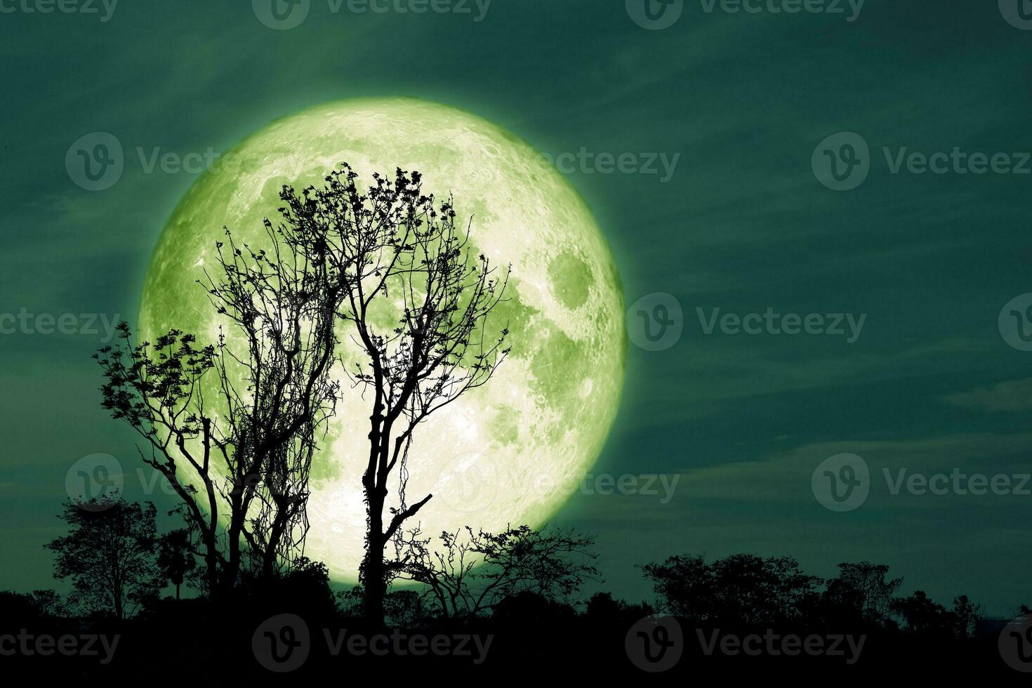 lleno corteza verde Luna y silueta árbol en el campo y noche cielo foto