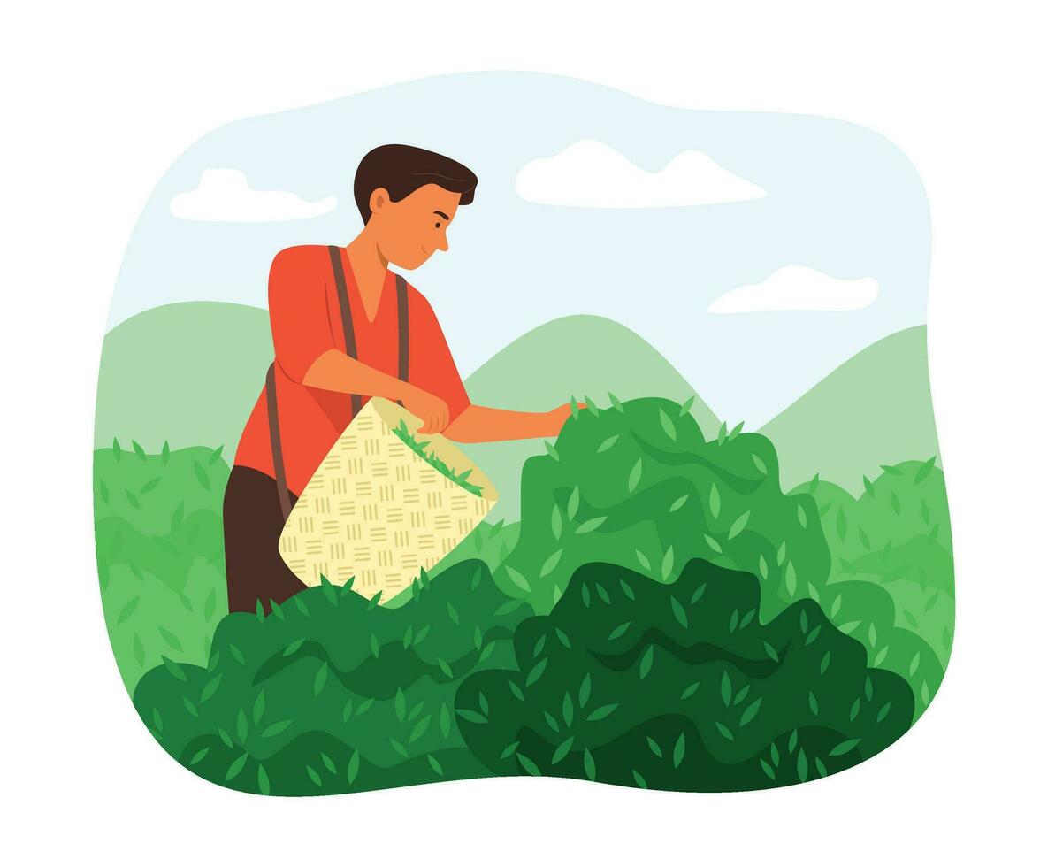 Farmer Man Picking Fresh Tea Leaf in Tea Garden vector