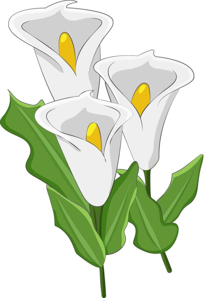 Isolated vector illustration of white calla flower botany