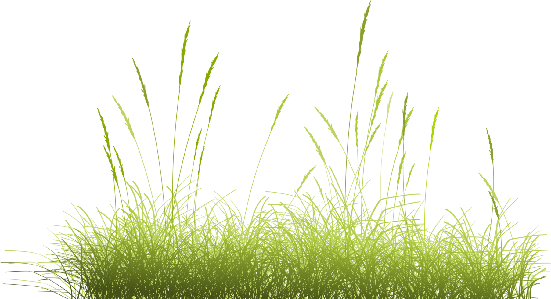 prairie grass clipart png
